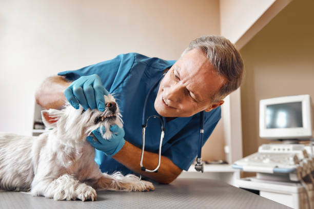 Best Pediatric Emergency Dentist in Morrison, IL